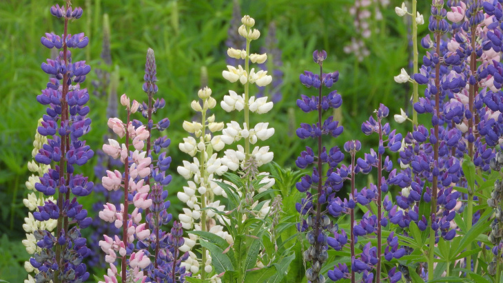 Lupine-gc62f460b8 1920